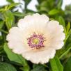 Gartenmohn - Weiß