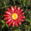 Magerwiesen Margerite - Rot