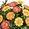 Dekor Sonnenblume