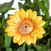 Dekor Sonnenblume - Gelb