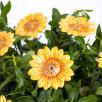 Dekor Sonnenblume