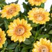 Dekor Sonnenblume