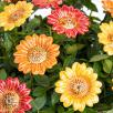 Dekor Sonnenblume
