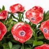 Mohnblume