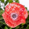 Mohnblume - Rot