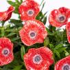 Mohnblume