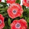 Mohnblume