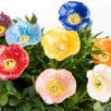 Türkischer Mohn