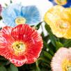 Türkischer Mohn