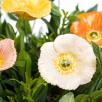Türkischer Mohn