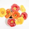 Türkischer Mohn