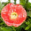 Türkischer Mohn - Rot