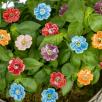 Mini Mohnblume