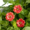 Mini Mohnblume - Rot