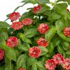Mini Mohnblume
