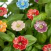 Mini Mohnblume