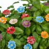 Mini Mohnblume