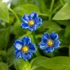 Primula - Blau