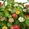 Erdbeere Blüte