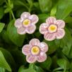 Erdbeere Blüte - Hellrosa