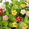 Erdbeere Blüte