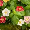 Erdbeere Blüte