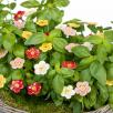 Erdbeere Blüte