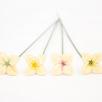 Hortensia