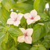 Hortensia - Hellrosa