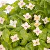 Hortensia