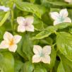 Hortensia