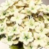 Hortensia
