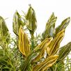 Tulpenblatt