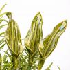 Tulpenblatt