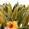 Tulpenblatt