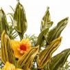 Tulpenblatt