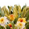Tulpenblatt