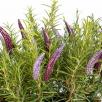 Lavendel