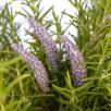 Lavendel - Hellviolett