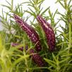 Lavendel