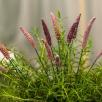 Lavendel