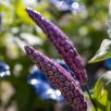 Lavendel
