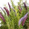 Lavendel