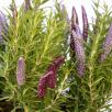 Lavendel