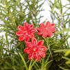Mini Margerite - Rot