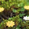 Mini Margerite