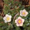 Kirschblüte