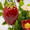 Mittelgroße Tischdekoration mit Erdbeere