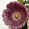 Kleine Tischdekoration mit Gartenmohnblume