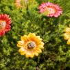 Dekor Sonnenblume
